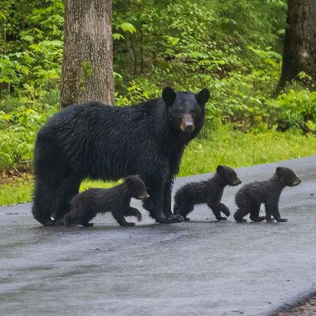 Smoky Mountain Gem Villa Gatlinburg Buitenkant foto