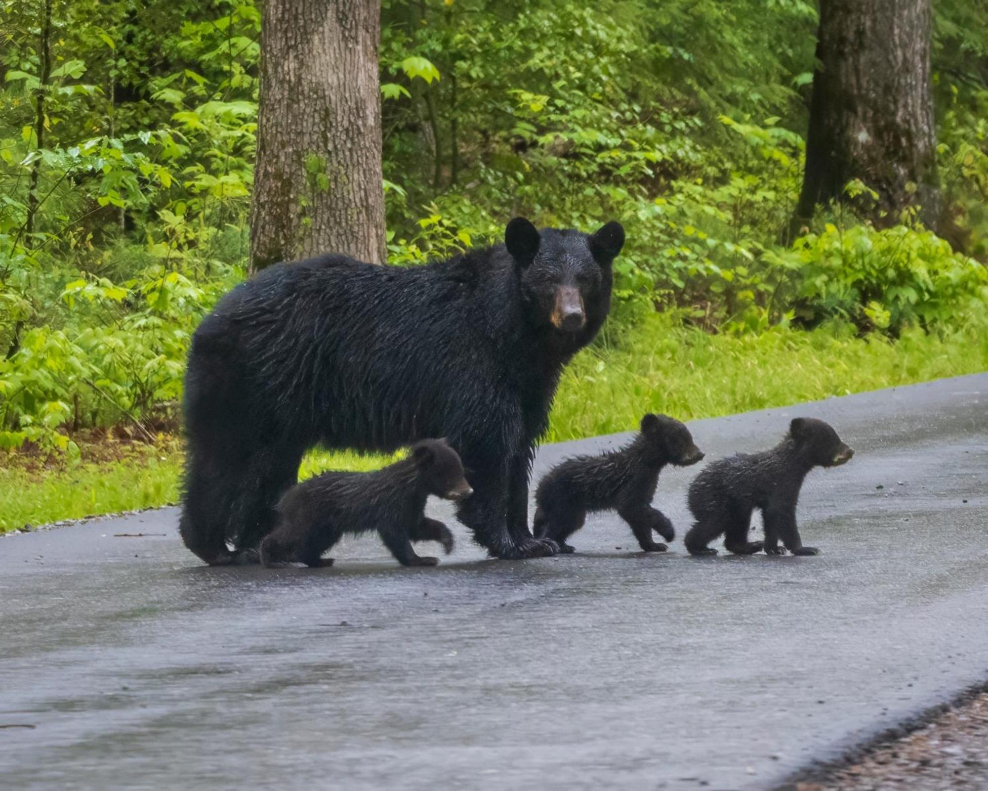 Smoky Mountain Gem Villa Gatlinburg Buitenkant foto